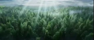 竹林中的经典武侠对决