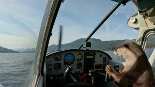 Otter Flying an Airplane Documentary