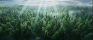 竹林中的经典武侠对决